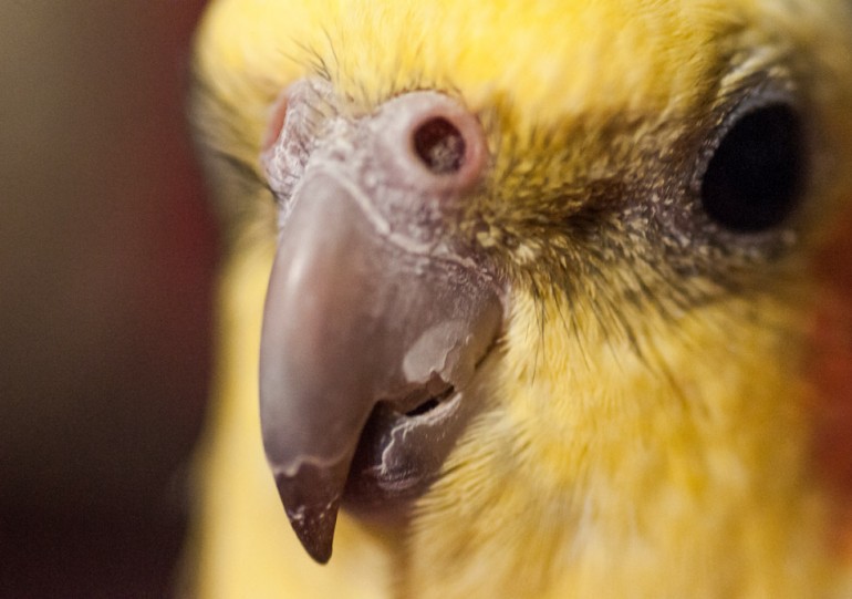 Cockatiel Macro Cockatiel Macro