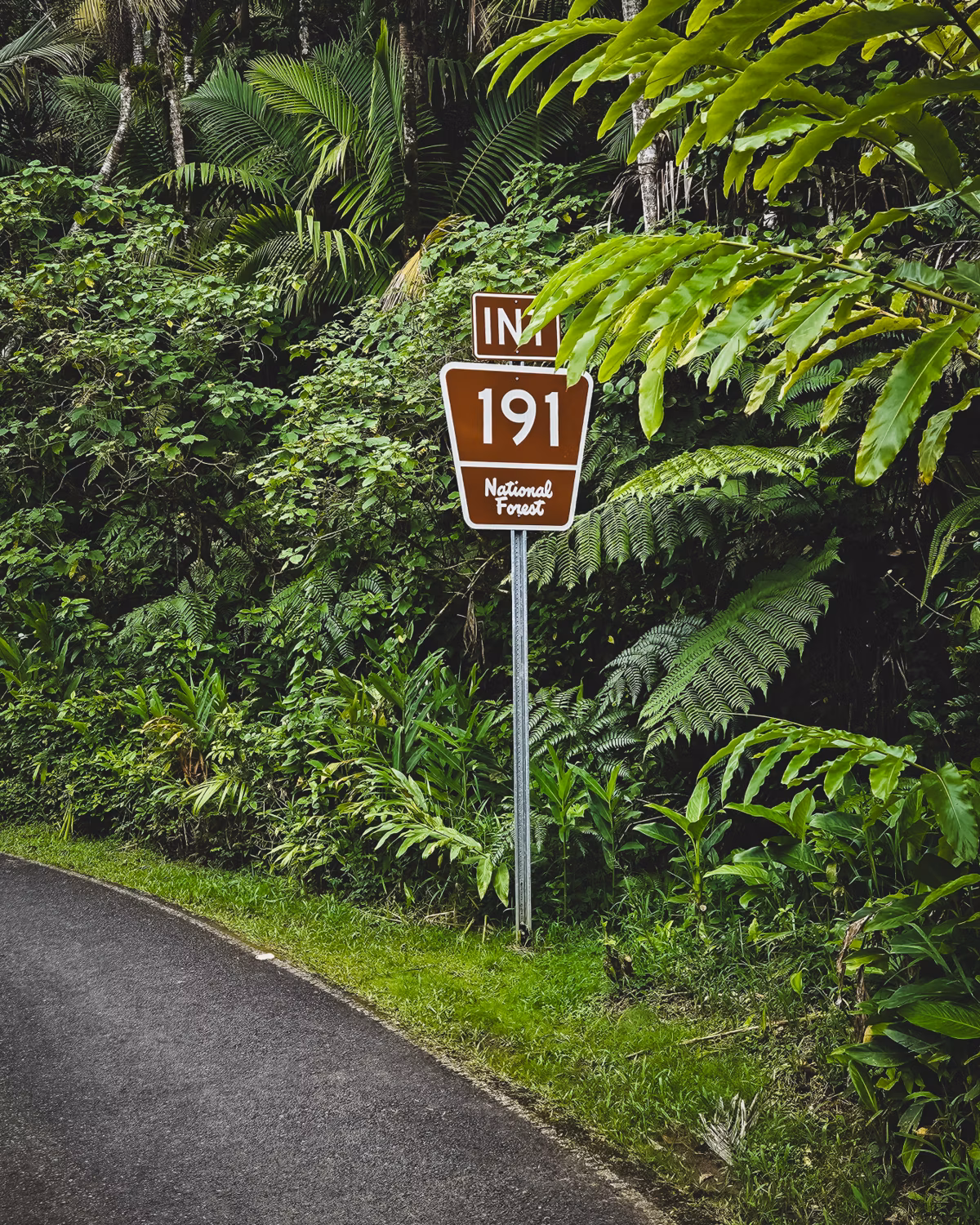 Brown National Forest highway marker reading 191 beside a jungle roadside