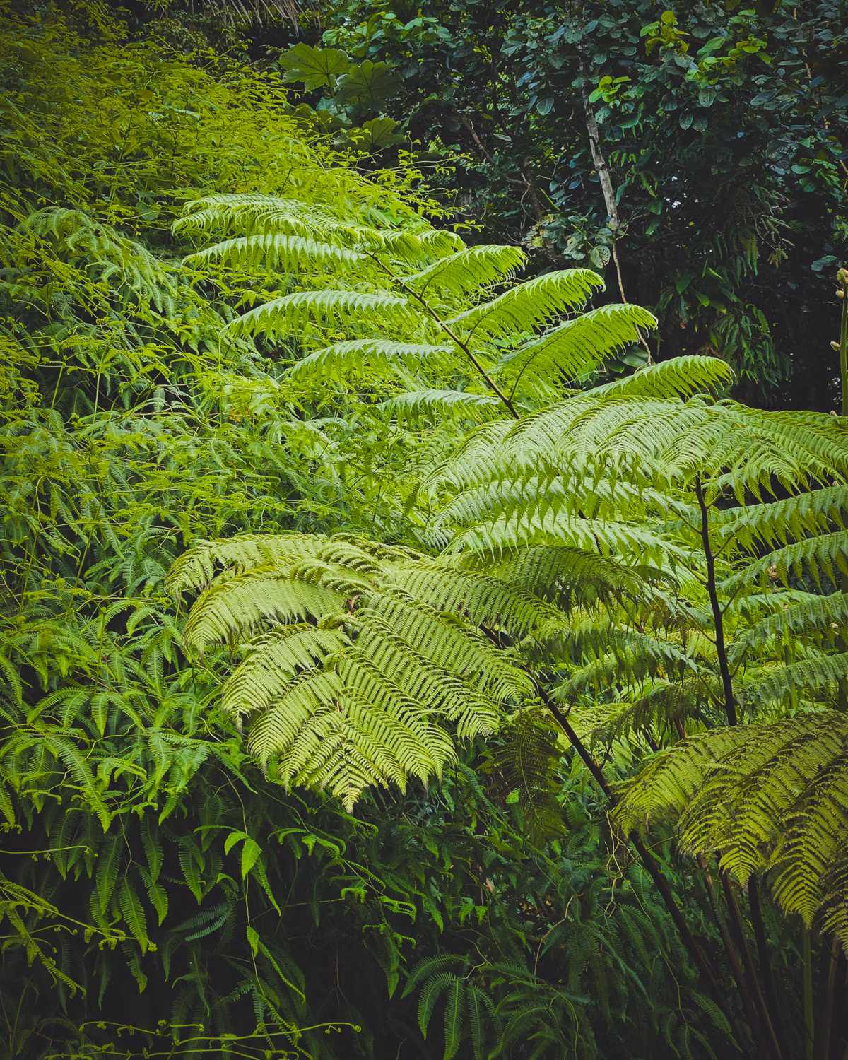 Bright green tree ferns spreading fronds over dense undergrowth